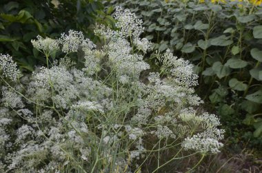 Falcaria vulgaris, Apiaceae. Yazın vahşi bitki vuruşu. Çayırdaki Falcaria bitkisinin yakınına. .