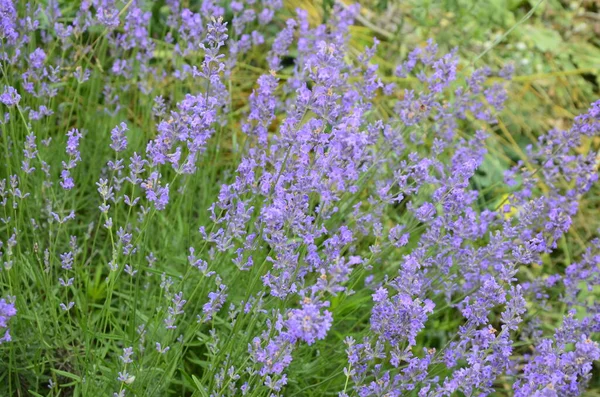 Campo Flores Lavanda Flores Lavanda Perfumadas Violeta Flor Lavanda Crescente — Fotografia de Stock