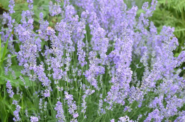 Lavanta çiçeği tarlası, çiçek açan mor kokulu lavanta çiçekleri. Büyüyen lavanta, gün batımı gökyüzünde sallanıyor, hasat, parfüm bileşeni, aromateryal terapisi. Lavanta tarlası, parfüm malzemesi.