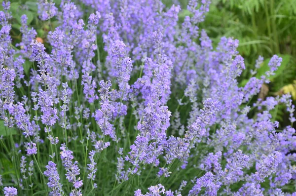 Lavanta çiçeği tarlası, çiçek açan mor kokulu lavanta çiçekleri. Büyüyen lavanta, gün batımı gökyüzünde sallanıyor, hasat, parfüm bileşeni, aromateryal terapisi. Lavanta tarlası, parfüm malzemesi.