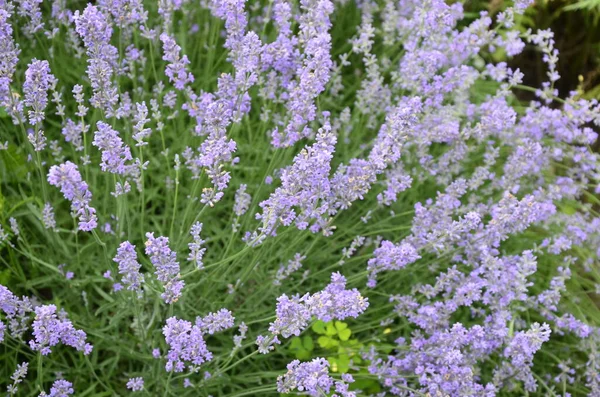 Lavendel Blumenfeld Blühende Veilchen Duftende Lavendelblüten Wachsender Lavendel Wind Über — Stockfoto