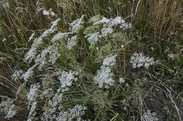 Falcaria Vulgaris Apiaceae Divoká Rostlina Létě Zblízka Rostliny Falcaria Louce — Stock fotografie