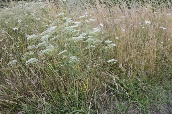 Falcaria Vulgaris Apiaceae Vadon Termő Növény Nyáron Egy Petrezselyemnövény Közelsége — Stock Fotó