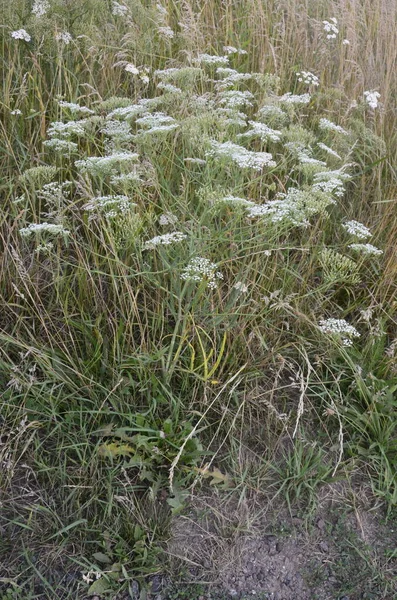 Falcaria Vulgaris Apiaceae 여름에 초원에 카리아 식물의 — 스톡 사진