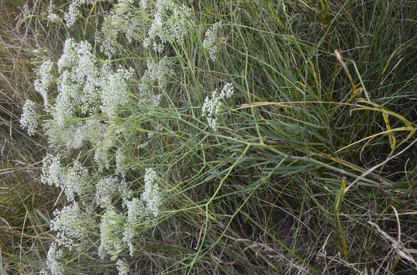 Falcaria Vulgaris Apiaceae Wildpflanzenschuss Sommer Nahaufnahme Einer Falkaria Pflanze Auf — Stockfoto
