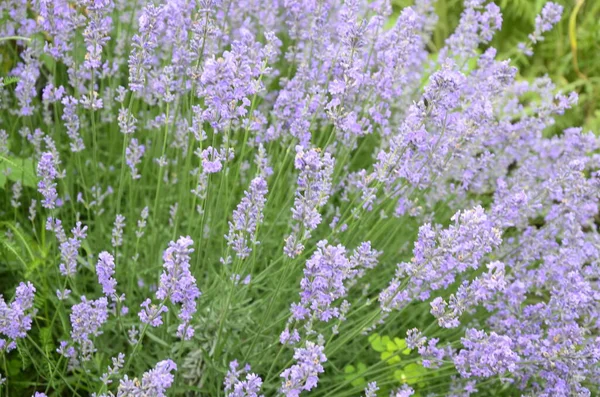 Campo Flores Lavanda Flor Violeta Fragante Flores Lavanda Crecimiento Lavanda Fotos De Stock