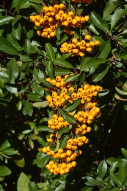 Ateş Dikeni olarak da bilinen Rosaceae ailesinden Pyracantha coccinea.