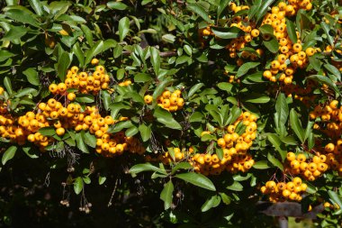 Ateş Dikeni olarak da bilinen Rosaceae ailesinden Pyracantha coccinea.
