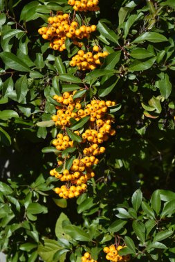 Ateş Dikeni olarak da bilinen Rosaceae ailesinden Pyracantha coccinea.