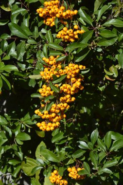 Ateş Dikeni olarak da bilinen Rosaceae ailesinden Pyracantha coccinea.