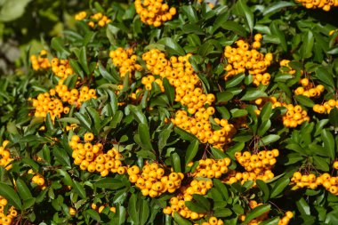 Ateş Dikeni olarak da bilinen Rosaceae ailesinden Pyracantha coccinea.