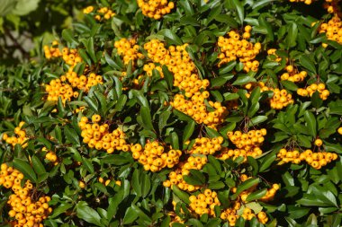 Ateş Dikeni olarak da bilinen Rosaceae ailesinden Pyracantha coccinea.