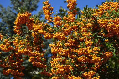 Ateş Dikeni olarak da bilinen Rosaceae ailesinden Pyracantha coccinea.