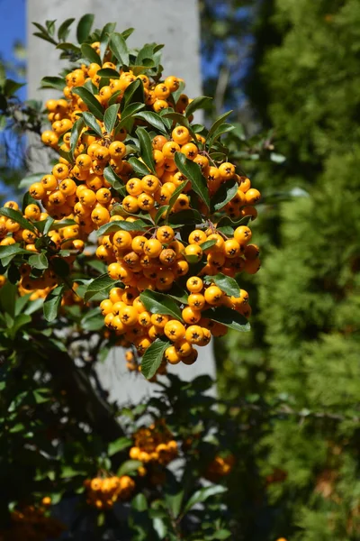 Pyracantha Coccinea Rosaceae Családból Más Néven Tűztüske — Stock Fotó