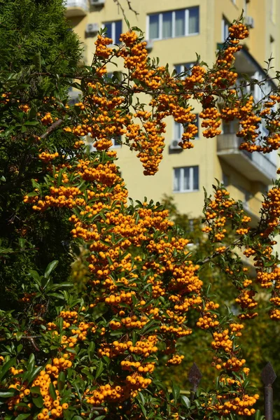 Pyracantha Coccinea Família Rosaceae Também Conhecida Como Firethorn — Fotografia de Stock