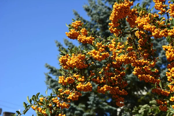 Pyracantha Coccinea Rosaceae Családból Más Néven Tűztüske — Stock Fotó