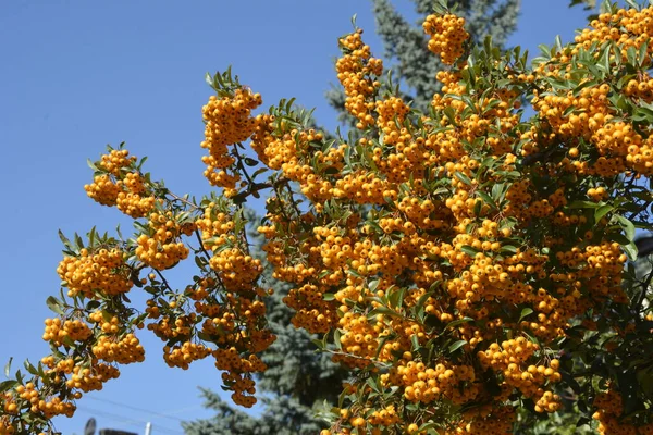 Pyracantha Coccinea Família Rosaceae Também Conhecida Como Firethorn — Fotografia de Stock