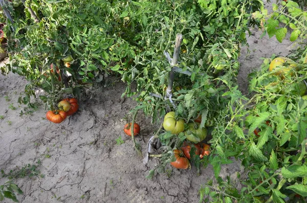 Rotten tomato Images - Search Images on Everypixel