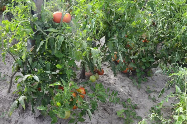 Råtne Tomater Tørre Grener Busker Med Tomater Etter Innhøsting Høsten – stockfoto