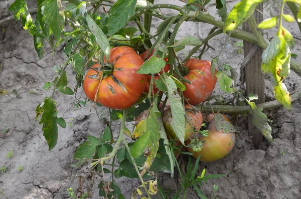 Rotten spoiled tomatoes on dry branches and bushes of tomatoes after harvest in the fall. spoiled harvest concept