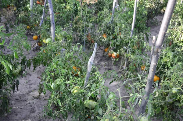 Rotten spoiled tomatoes on dry branches and bushes of tomatoes after harvest in the fall. spoiled harvest concept