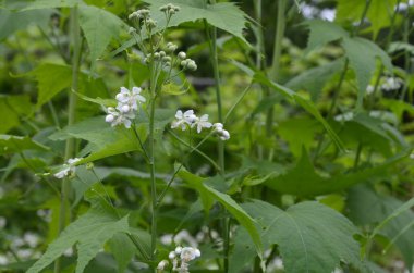 Virginia Mallow veya sida hermafrodita 'nın beyaz çiçekli çiçek dalının yakın çekimi. Tarımsal alanda geniş yapraklı bir sida hermafrodita bitkisinin yakın çekimi..
