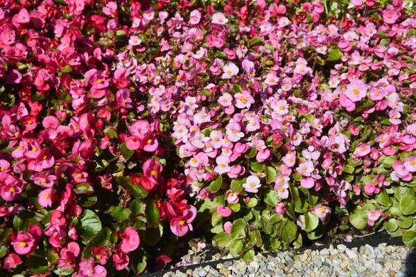 夏に赤花ベゴニアの植物 市内公園の花のベッド 人工的な装飾の白い石と赤とピンクのベゴニアとマリーゴールド 景観デザイン — ストック写真