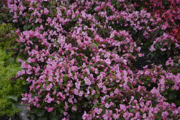 夏天开红花的秋海棠植物 公园里的花坛 红粉相间的秋海棠和金盏花 人工装饰白石 景观设计 — 图库照片