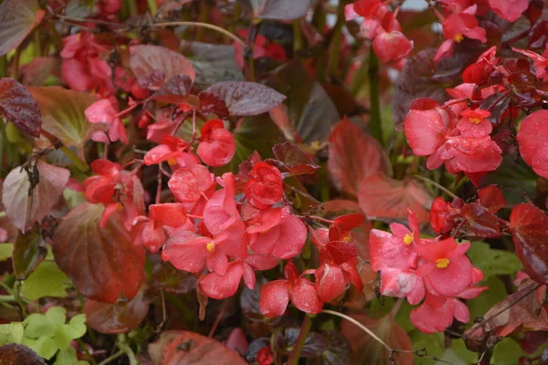 Piros Virágzó Begónia Növények Nyáron Virágágyás Városi Parkban Piros Rózsaszín — Stock Fotó