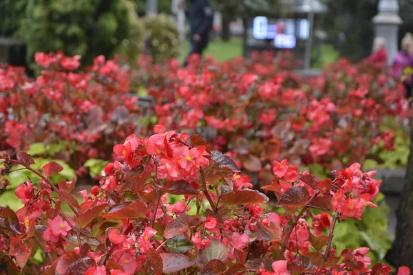 Рослини Червоного Цвітіння Бегонії Влітку Квіткова Клумба Квітів Міському Парку — стокове фото