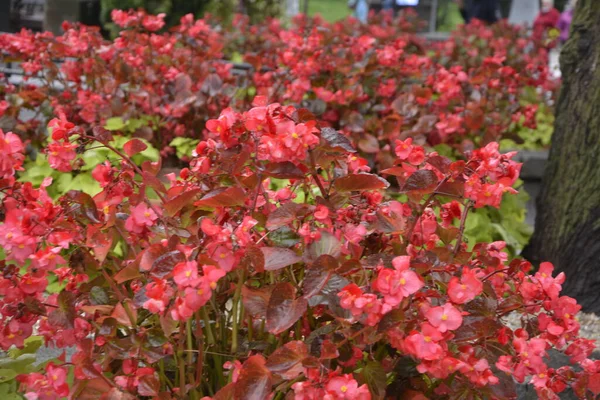 Рослини Червоного Цвітіння Бегонії Влітку Квіткова Клумба Квітів Міському Парку — стокове фото