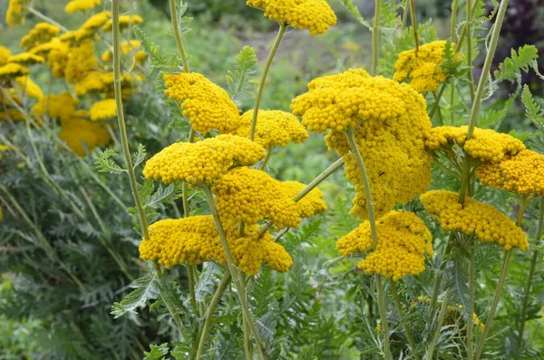 Flor Cultivar Milenrama Achillea Filipendulina Coronación Oro Jardín Verano Amarillo —  Fotos de Stock