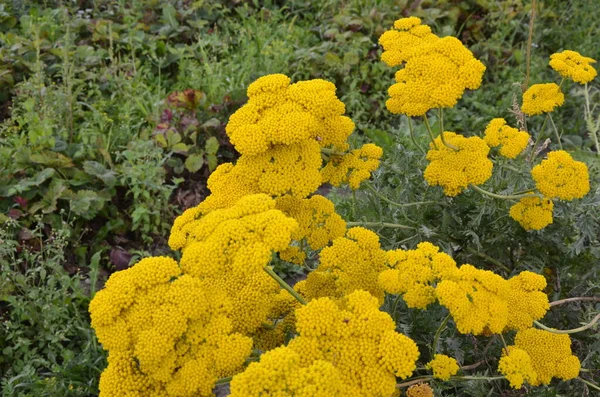 Çiçekli Tarla Kuşu Achillea Filisardulina Taç Giyme Altını Yaz Bahçesinde — Stok fotoğraf