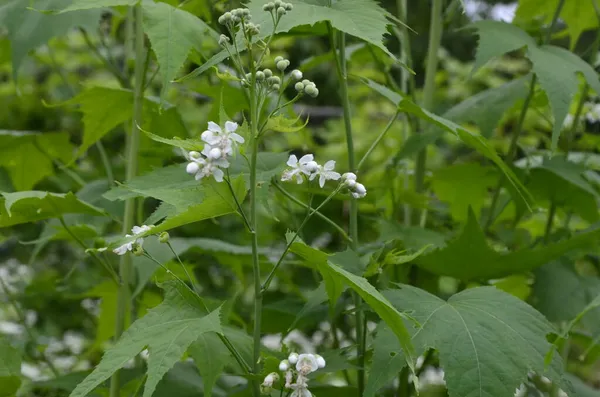 Close Flowering Twig Virginia Mallow Sida Hermaphrodita White Blossoms Close — Stock Photo, Image