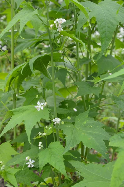 Κοντινό Πλάνο Ανθοφόρου Κλαδιού Βιργινίας Μολόχας Σίντα Ερμαφρόδιτης Λευκά Άνθη — Φωτογραφία Αρχείου