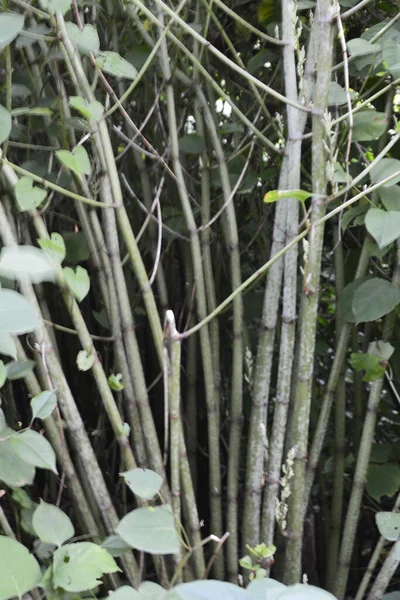 Japanese Knotweed Reynoutria Japonica Young Reddish Shoots Edible Invasive Japanese — Stock Photo, Image