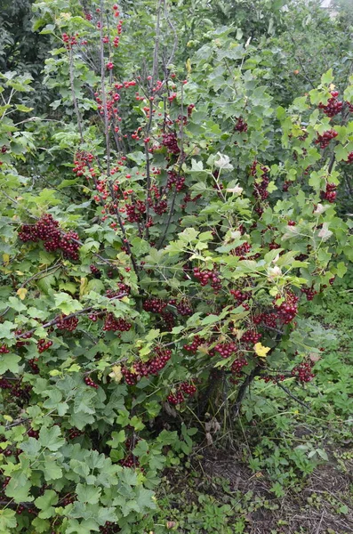 Гілці Кущ Ягоди Стиглої Червоної Смородини Ribes Rubrum — стокове фото