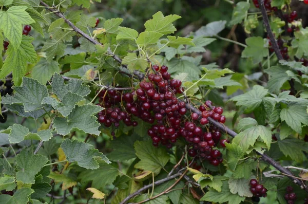 Sul Ramo Cespuglio Bacche Sono Mature Ribes Rosso Ribes Rubrum — Foto Stock