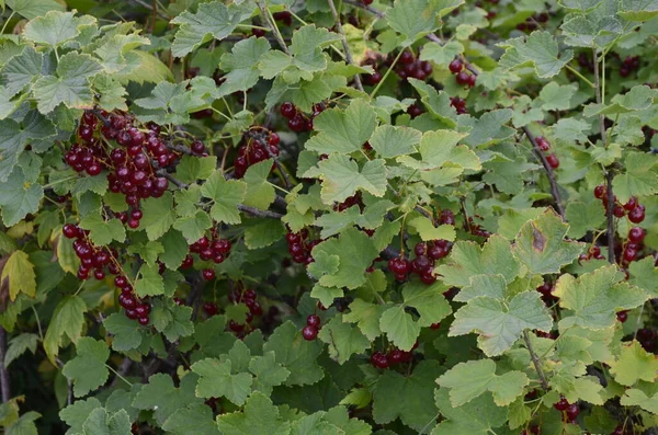 Dal Dalında Olgun Kırmızı Frenk Üzümü Ribes Rubrum — Stok fotoğraf