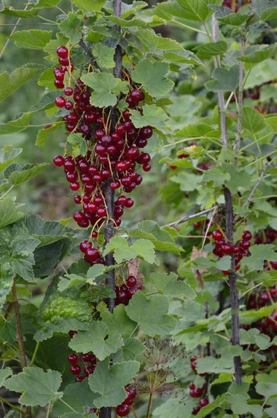 Větvi Keře Jsou Zralé Červený Rybíz Ribes Rubrum — Stock fotografie