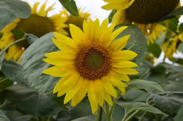 Hermoso Paisaje Con Campo Girasol Sobre Cielo Azul Nublado Luz — Foto de Stock