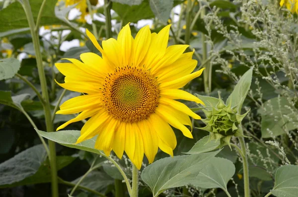 Hermoso Paisaje Con Campo Girasol Sobre Cielo Azul Nublado Luz — Foto de Stock