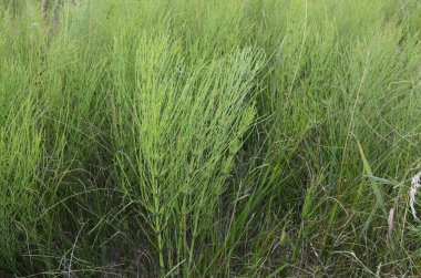 Doğal yeşillikler doğal panoramik arka plan. At kuyruğu tarlası ya da Equisetum arvense, bitkisel bitkiler