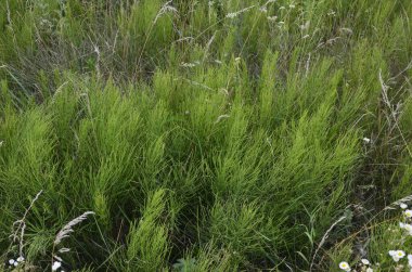 Doğal yeşillikler doğal panoramik arka plan. At kuyruğu tarlası ya da Equisetum arvense, bitkisel bitkiler