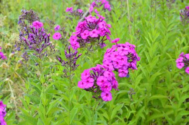 Mor çiçekli fenomen paniklemiş. Yağmurlu havada bahçede çiçek açan mor bir fenomen dalı. Yumuşak bulanık seçici odak.