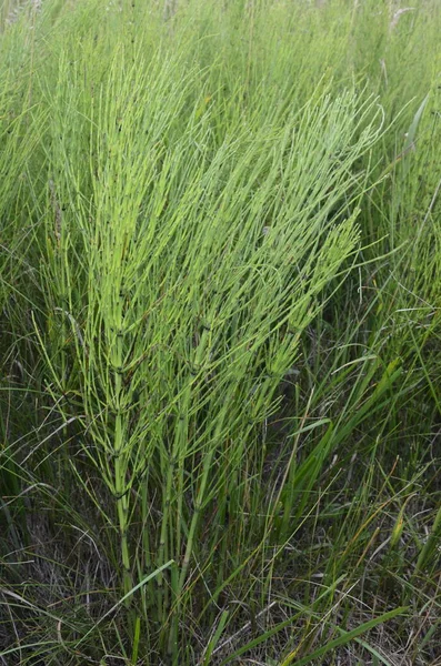 Természetes Zöldek Természeti Panoráma Háttér Horsetail Mező Vagy Equisetum Arvense — Stock Fotó