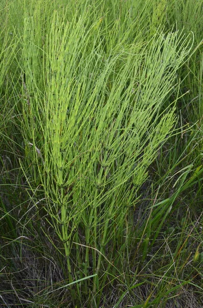 自然の緑の自然のパノラマの背景 ホーステイルフィールド又はエクイセツムアーベンス ハーブ植物 — ストック写真