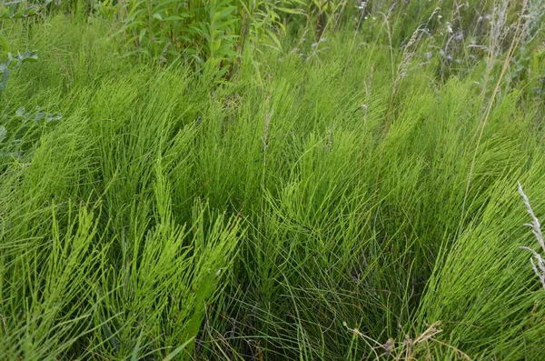 Verdes Naturales Fondo Panorámico Natural Campo Cola Caballo Equisetum Arvense — Foto de Stock