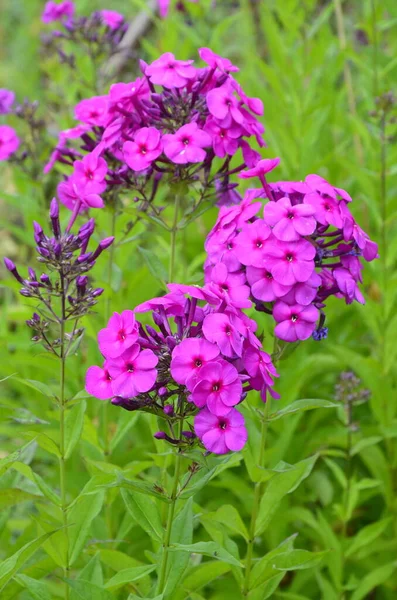 紫色的花 淡紫色的花 下雨天 花园里开紫花枝 软模糊的选择性焦点 — 图库照片