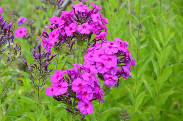 Purple Flowers Phlox Paniculata Flowering Branch Purple Phlox Garden Rainy — Stock Photo, Image